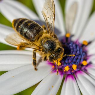 Algar Seco Parque | Carvoeiro, Algarve | bee pollinating a flower