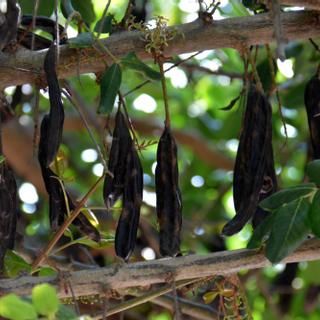 Algar Seco Parque | Carvoeiro, Algarve | carob tree