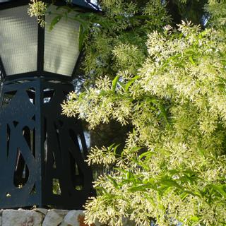 Algar Seco Parque | Carvoeiro, Algarve | light post by bushes