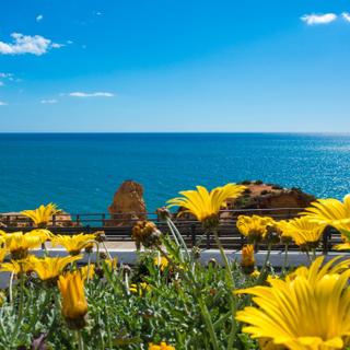 Algar Seco Parque | Carvoeiro, Algarve | flores amarelas em cima do algar seco