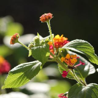 Algar Seco Parque | Carvoeiro, Algarve | lantanas