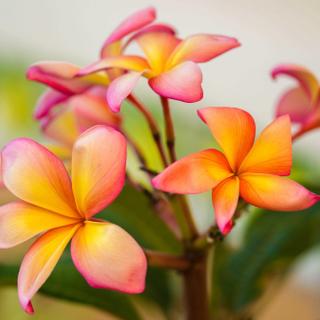 Algar Seco Parque | Carvoeiro, Algarve | pink and yellow tropical flowers