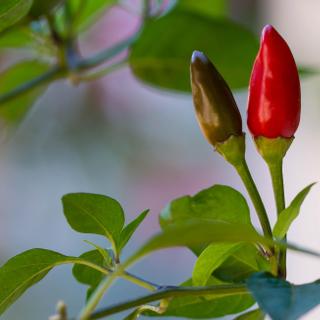 Algar Seco Parque | Carvoeiro, Algarve | sprouting and fully grown chili peppers