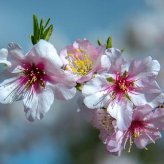 Algar Seco Parque | Carvoeiro, Algarve | almond flowers on branch