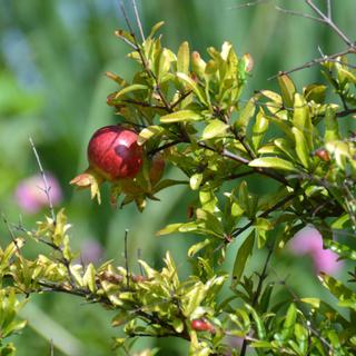 Algar Seco Parque | Carvoeiro, Algarve | pomegranate growing in the garden