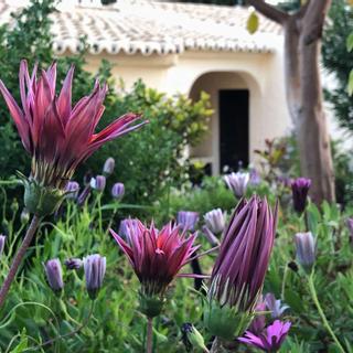 Algar Seco Parque | Carvoeiro, Algarve | open and closed purple flowers nestled in garden