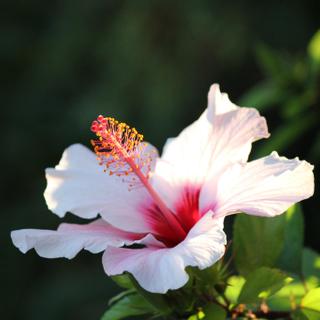 Algar Seco Parque | Carvoeiro, Algarve | hibiscus cor de rosa clara