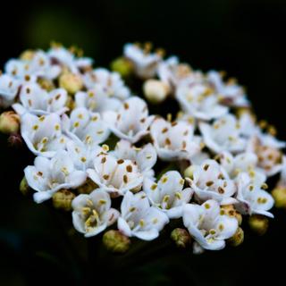 Algar Seco Parque | Carvoeiro, Algarve | bundle of small white flowers