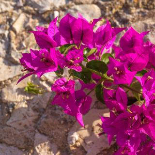 Algar Seco Parque | Carvoeiro, Algarve | bougainvillea on stone wall
