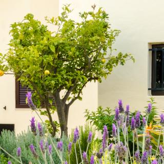 Algar Seco Parque | Carvoeiro, Algarve | lavender and lemon tree growing in the garden