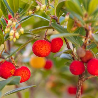 Algar Seco Parque | Carvoeiro, Algarve | medronho fruit, arbutus unedo