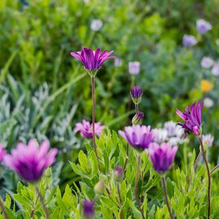 Algar Seco Parque | Carvoeiro, Algarve | spring flowers in the garden